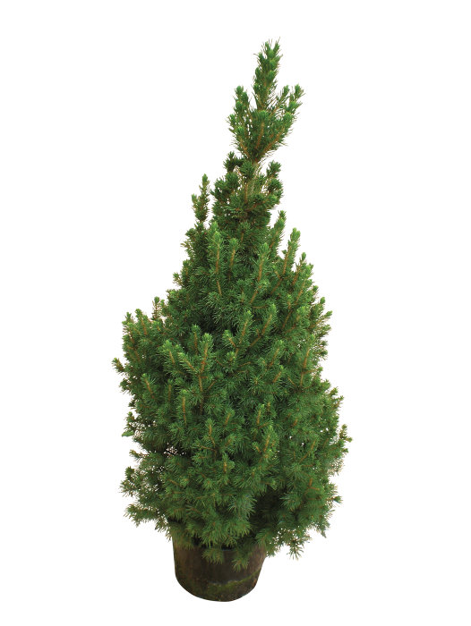 Sukkertop 'Picea Conica' 21 cm potte